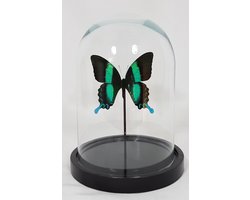 1 opgezette papilio Blumei vlinder in glazen stolp.