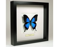 1 opgezette vlinder Papilio Ulysses in houten lijst 27x27 Natural Interior incl naam en herkomstlabel