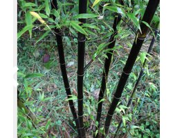 1 x Phyllostachys nigra - Zwarte bamboe 125-150 in C10 liter pot