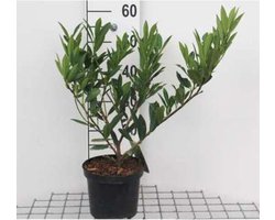 1 x Prunus laurocerasus 'Otto Luyken' - LAURIERKERS 30 - 40 cm in pot