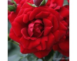 1 x Rosa 'Amadeus' pot - prachtige Kordes klimroos voor in de tuin