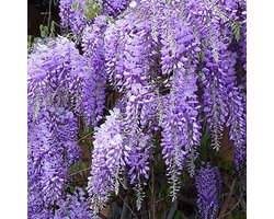 1 x Wisteria sinensis 'Prolific' - Blauwe Regen 80-100cm in pot - een adembenemend mooie klimplant
