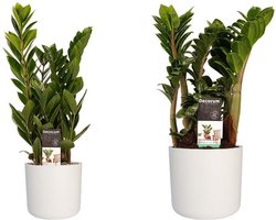 1 x Zamio Zenzi 1 x Zamio Culcas met Elho B.for soft white  2 stuks - Hoogte 40cm Potmaat 14 - Bektas Plants