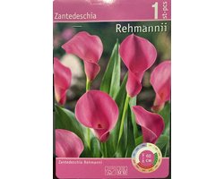 10 x Zantedeschia 'Rehmannii' – Elegante Roze Aronskelk- bloembol