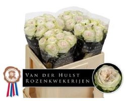 10x Rosa ballerina dream summerhouse 50cm