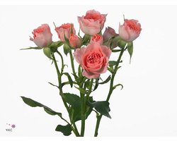 10x Rosa elegant rosever 50cm