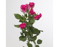 10x Rosa lianne 40cm