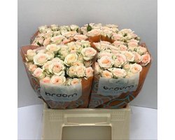 10x Rosa rosanella 40cm