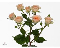 10x Rosa rosanella 50cm