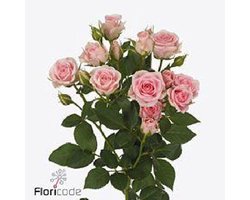 10x Rosa severina 40cm