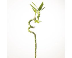10x Sg drac.lucky bamboo 70cm