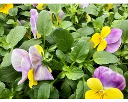 12 x Viola cornuta - Viooltje - pot - Lichtpaars/Geel