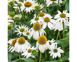 12 x Witte Zonnehoed Powwow White - Bloeiende Winterharde Vaste Plant - Echinacea purpurea 'Powwow White' in 9x9 pot met hoogte 0-10cm