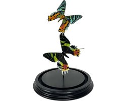 2 Opgezette Urania Ripheus vlinders in glazen stolp - Kleurrijke echte vlinders in stolp