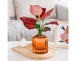 2 oranje zelfwaterende bloempotten, kleine bloempotten, transparante zelfwaterende bloempotten met diepe groef, geschikt voor alle kamerplanten, zelfwaterende bloempotten, bloemen