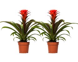 2 stuks Bromelia Guzmania Hope - Rood - - Ø12cm - 40cm