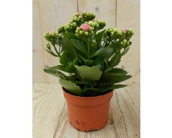 2 stuks! Kalanchoe roze