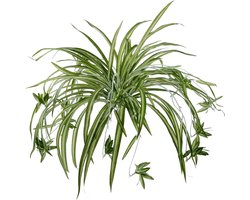 2 Stuks Kunstplanten voor Binnen – Premium Kunstplant Spinnenplant – Kunstmatige Groene Chlorophytum – Nepplanten Kunstplanten – Buigbaar – Voor Binnen en Buiten – 60 cm – Groen