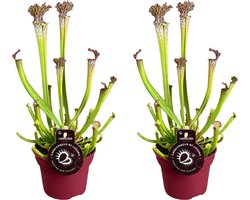 2 stuks vleesetende planten Sarracenia Farnhamii / bekerplant - Ø12cm - 40cm