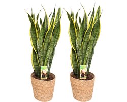 2 x Sansevieria Laurentii with Natural Basket, pot maat Ø21, 85-100cm hoogte, siermand, air purifying, luchtzuiverend, geweldig cadeau idee, snake plant, kamerplanten, easy to care for
