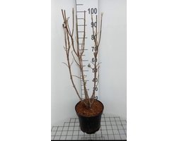 2 x Viburnum lantana - Wollige Sneeuwbal 60- 80 cm in pot