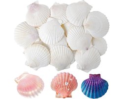 20pcs Schelpenkommen - Natuurlijke Schelpen Decoratie - Witte Schelpen Ornamenten voor Bruiloften en Feesten - Zeezijde Vis Tank en Vaas Vulling (6-7cm)