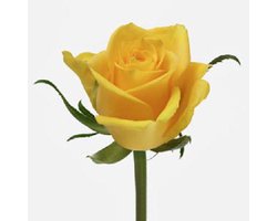 20x Rosa moonwalk 60cm