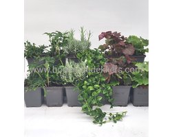 24x (stuks) Tuinplanten mix - 9cm pot - 12x 2 stuks in de mix - Bodembedekkers - Visuele mooie tuinplanten - Bodembedekker - Vaste plant - Tuinplant - Winterhard - Groenblijvend - Groen
