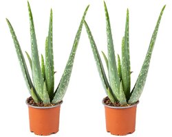 2x Aloe Vera Barbadensis - Vetplant - Kamerplant - Onderhoudsvriendelijk - ⌀10,5 cm - 30-35 cm