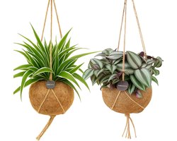 2x Hangplant - Kamerplant Set - Chloropythum - Tradescantia Zebrina - Kokodama - Vetplant - Kokosvezel pot - 100 % Plasticvrij - 25 cm