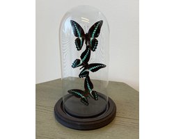 3 graphium policenes stolp | Vlinders in stop | Thuis Decoratie| Woonkamer | Accesoires
