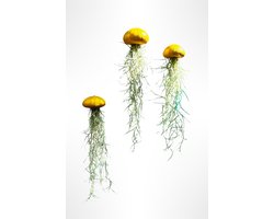 3 Jelly-fish luchtplantjes met goudkleurige zee-egels en Spaans mos/kwalletjes/luchtplantjes/Tillandsia/hangplanten/plant/handgemaakt