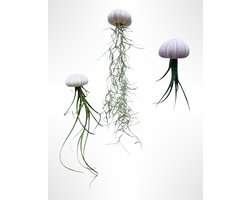 3 Jelly- Fish met verschillende luchtplantjes en paarse zee-egel/handgemaakt/airplants/Tillandsia/hangplant
