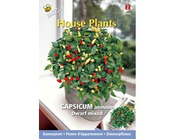 3 stuks - Buzzy - House plants capsicum sierpeper dwarf special