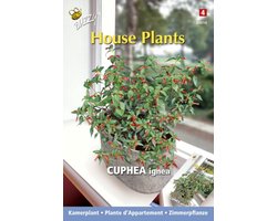 3 stuks - Buzzy - House plants cuphea luciferplantje