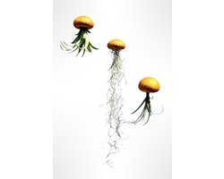 3 verschillende Jelly-fish luchtplantjes met goudkleurige zee-egels/kwalletjes/luchtplantjes/Tillandsia/hangplanten/handgemaakt