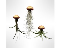 3 verschillende Jelly-fish plantjes met brons/koperkleurige zee-egels/kwalletjes/luchtplantjes/Tillandsia/hangplanten/handgemaakt