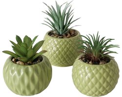 3 vet plantjes in groene stenen potjes