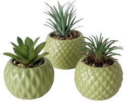 3 vet plantjes in groene stenen potjes