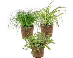 3x Huisdiervriendelijk Mix Incl. Zeegras Mand - Huisdiervriendelijk - ⌀12 cm -15-25 cm