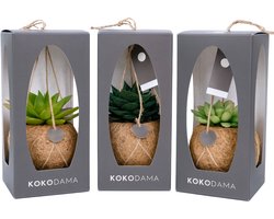 3x Succulenten mix - Hangplant - Kamerplant - Vetplanten - Kokodama - Kokosvezel pot - Inclusief geschenkverpakking - 100 % Plasticvrij - 20 cm