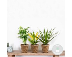3x Tropische kamerplanten mix Incl. Zeegras Mand – Luchtzuiverend – ⌀12 cm - 25-40 cm