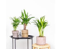 3x Tropische Palmen Mix – Dypsis-Chamaedorea-Yucca – Onderhoudsvriendelijk - ⌀12 cm - 20-45 cm