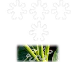 4Pcs Flower Shaped Plant Stem Supports - 16x16cm Acrylic Vertical Plant Stakes - Stem Stabilizer voor Indoor en Outdoor Tuinaccessoires - Transparant