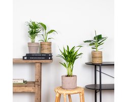 4x Hippe Kamerplanten Mix – Chamaedorea-Dypsis-Musa-Strelitzia – Luchtzuiverend – ⌀12 cm - 20-45 cm