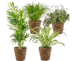 4x Huisdiervriendelijk Mix Incl. Zeegras Mand - Huisdiervriendelijk - ⌀12 cm - 15-45 cm