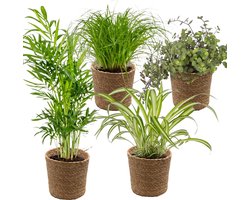 4x Huisdiervriendelijk Mix Incl. Zeegras Mand - Huisdiervriendelijk - ⌀12 cm - 15-45 cm