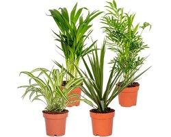 4x Luchtzuiverende Mix- Dracaena-Dypsis-Chamaedorea-Chlorophytum - Kamerplant - ⌀12 cm - 25-45cm