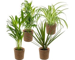4x Luchtzuiverende Mix Incl. Zeegras Mand - Luchtzuiverend - ⌀12 cm - 25-45cm