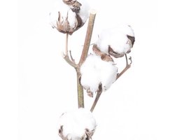 5x Gossypium wit 60cm